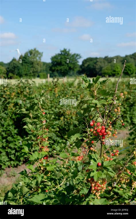 Summer in germany Stock Photo - Alamy