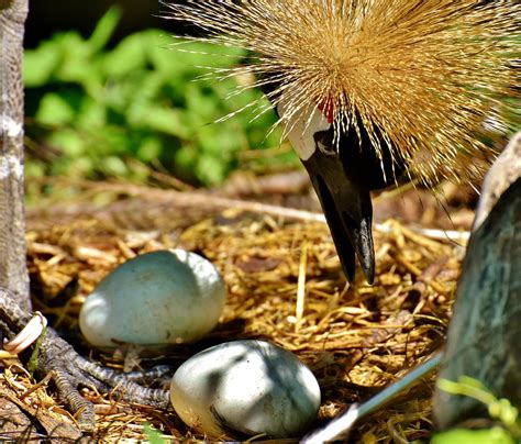 Grey Crowned Crane Eggs Nest - Free photo on Pixabay - Pixabay