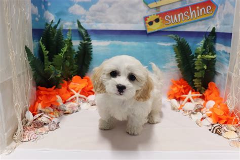 Cavapoo Puppies For Sale Las Vegas Nv 279336 Petzlover