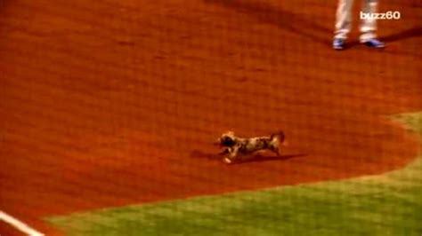 Dog İn Fastest Wiener Race Gets Loose On The Field Delaying Baseball