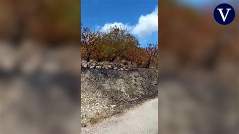 La Manzana Perell La Fruta Que Madura Entre Mantas Y Que Sobrevivi