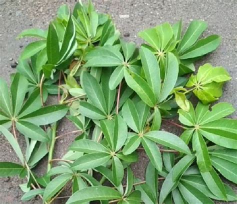 Jual Daun Randu Daun Pohon Kapuk Segar Gram Lazada Indonesia