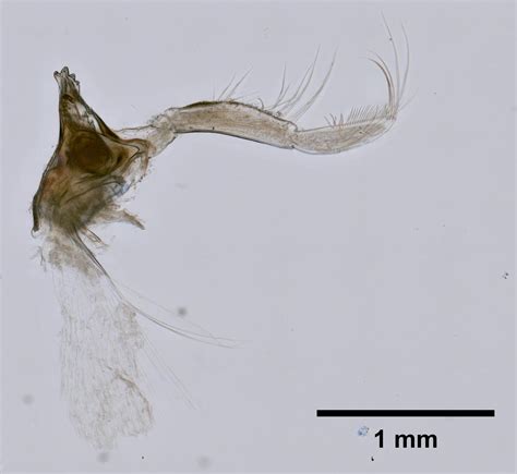 Invert-E-Base Portal - Gammarus