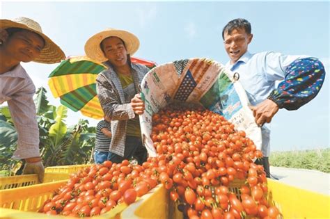 田阳区探索农业产业升级有效路径——品牌强农增质效 新华网