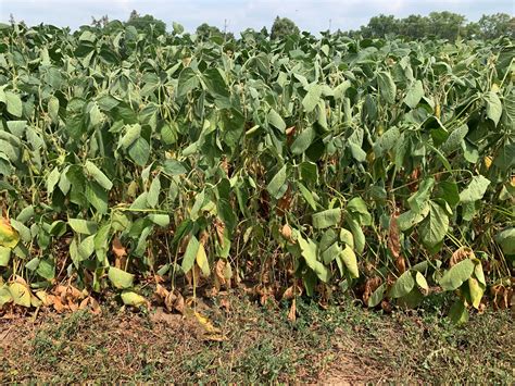 Soybean Crop Management