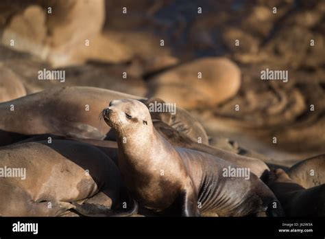 Adorable Young California Sea Lion Posing On The Cliffs In La Jolla