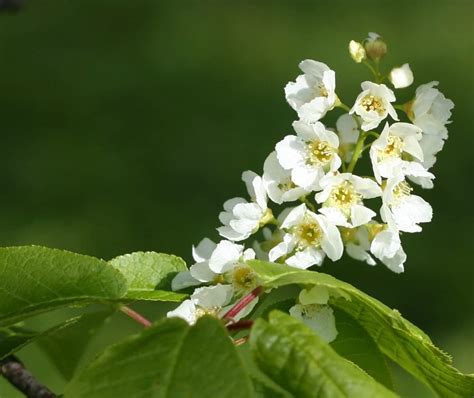 20 X 3 4ft Bird Cherry Prunus Padus Bare Root Hedging Plants Tree