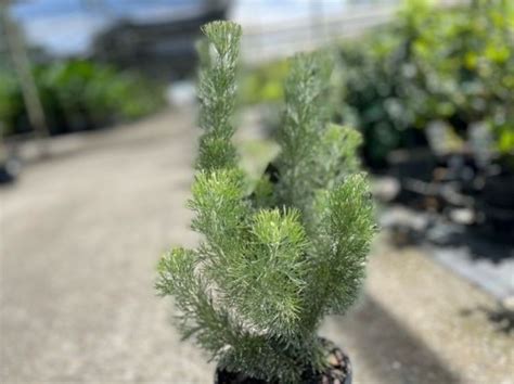 Adenanthos Sericeus Platinum Pbr Wholesale Nursery Nurseries In