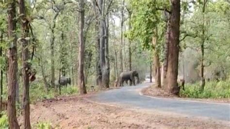 कोरबा के कुदमुरा से सात हाथी रायगढ़ के धरमयजयगढ़ वन मंडल में लौटे