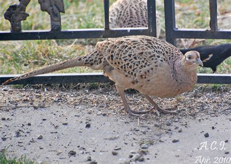 Baby Pheasant Diet - cpagala