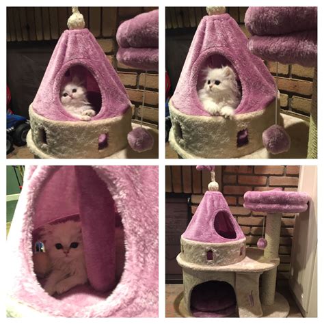 RJ's new kitty condo! Kitty Cats, Cats And Kittens, Kitty Condo ...