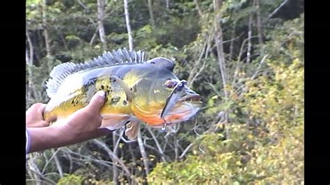 Catching A Nice Big Peacock Bass Youtube