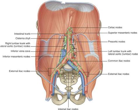 Retroperitoneal Lymph Nodes