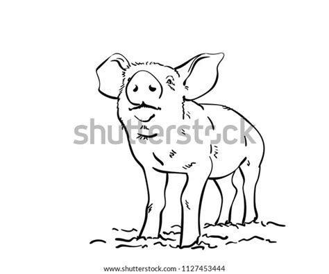 Sketch Pig Hand Drawn Vector Illustration Stock Vector Royalty Free