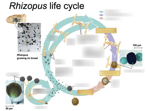 Rhizopus Life Cycle Diagram Quizlet