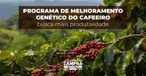 Programa de Melhoramento Genético do Cafeeiro busca mais produtividade