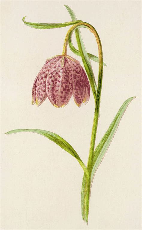 Fritillary Date 1891 Drawing By Mary Evans Picture Library Fine Art