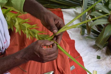 Kuruthola: the art of weaving green coconut fronds - PARI Education