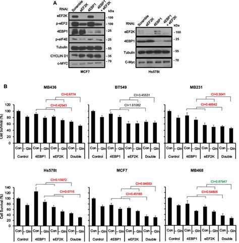 Induction Of CYCLIN D1 And C MYC And Synergistic Inhibition Of Breast