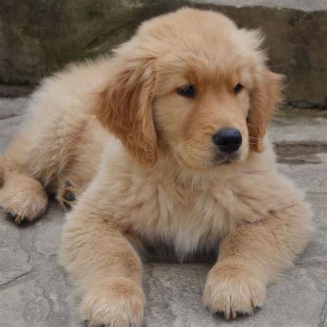 I Love Golden Retrievers On Instagram Its So Fluffy 😍💚😆