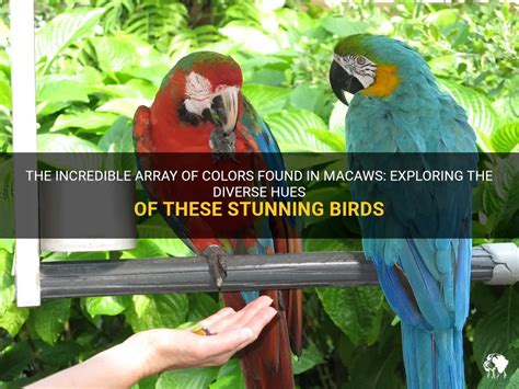 The Incredible Array Of Colors Found In Macaws Exploring The Diverse