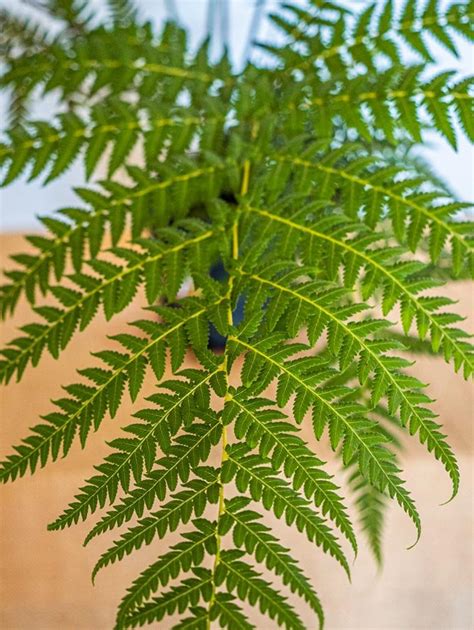 ⭐cyathea Australis Alsophila Australis The Tree Fern