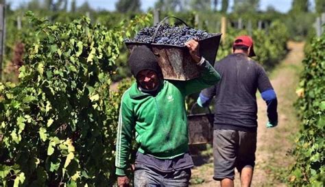 Mendoza Tendr Un Aumento Del En La Producci N De Uva Para La