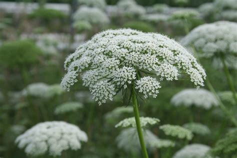 Ammi Visnaga Casablanca Muller Seeds