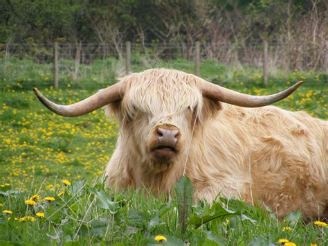 Highland Cow Free Stock Photo - Public Domain Pictures