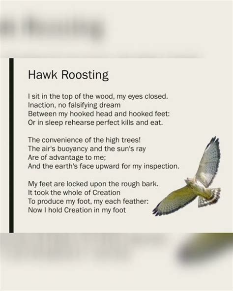 Hawk Roosting By Ted Hughes Hawk Roosting Summary Hawk Roosting