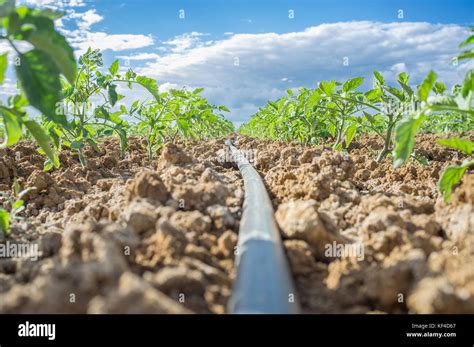 Young tomato plant growing with drip irrigation system. Ground level ...