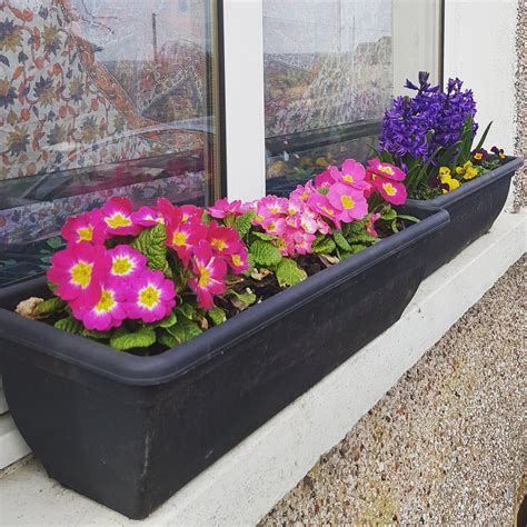 First little spring window boxes I've planted up... Very happy with the