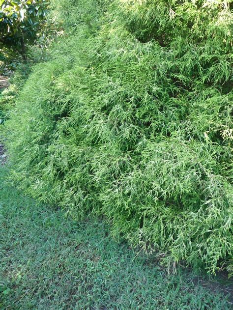 Chamaecyparis Pisifera Filifera Aurea Japanese Falsecypress Garden