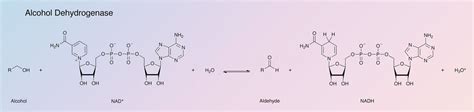 Alcohol Dehydrogenase - Worthington Enzyme Manual | Worthington Biochemical