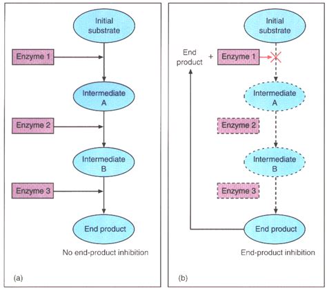 How Does Enzyme Feedback Inhibition Benefit A Cell