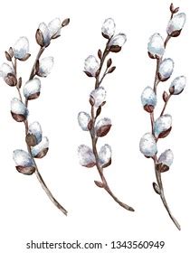 Pussy Willow Branches Greeting Cards Posters Stock Vector Royalty Free