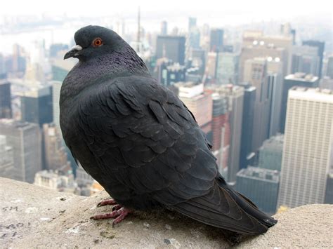 All About Birds: Rock Pigeon