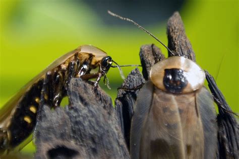 Termites Now Considered Cockroaches In New Classification Newsweek