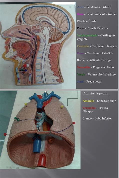 Anatomia Do Sistema Respiratorio