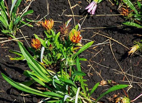 Gazania Rigens Sometimes Called Treasure Flower Is A Species Of