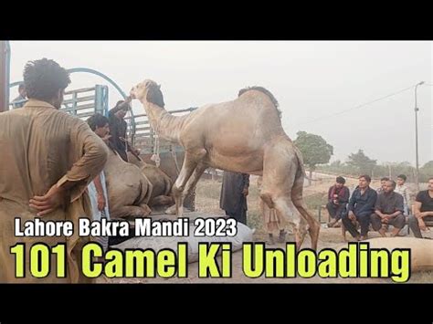 101 Camel Ki Unloading Big Size Ke Camel Lahore Mandi Qurbani Ka