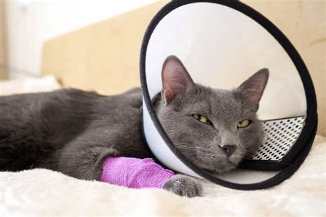 How Long To Keep Cone On A Cat After Spay Litter Boxes Magazine