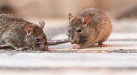 Comment Loigner Les Rats De Sa Maison Recette Mamie Et Papi