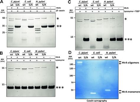 Htra Cj Is A Serine Protease That Degrades Unfolded Or Denatured