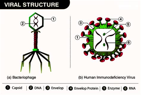 Retroviruses: Structure, Replication, Vectors, Differences and Examples