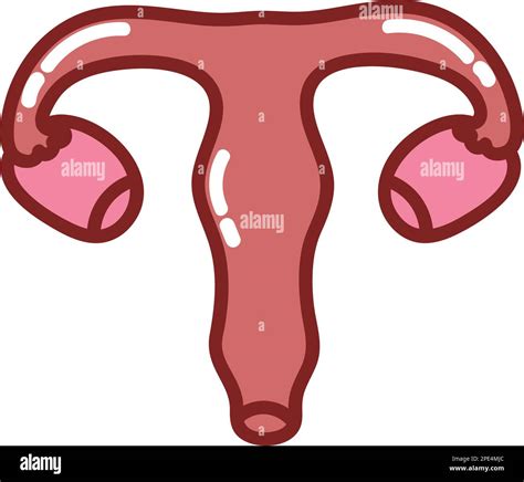 Uterus Human Body Stock Vector Image Art Alamy