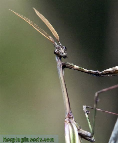 Determining The Sex Of Your Praying Mantis Keeping Insects