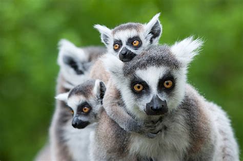 8 Hidden Gems Of Madagascars Wildlife The Swahili Blog