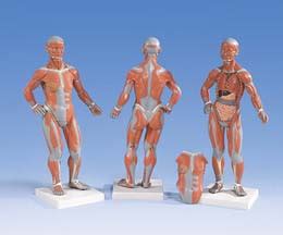 Figura muscular 1 3 de su tamaño natural Anatomical 3D