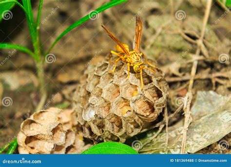 Bee,wasp or Hornet Nest with Larva Stock Photo - Image of danger, baby ...